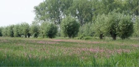 Essen - groene omgeving