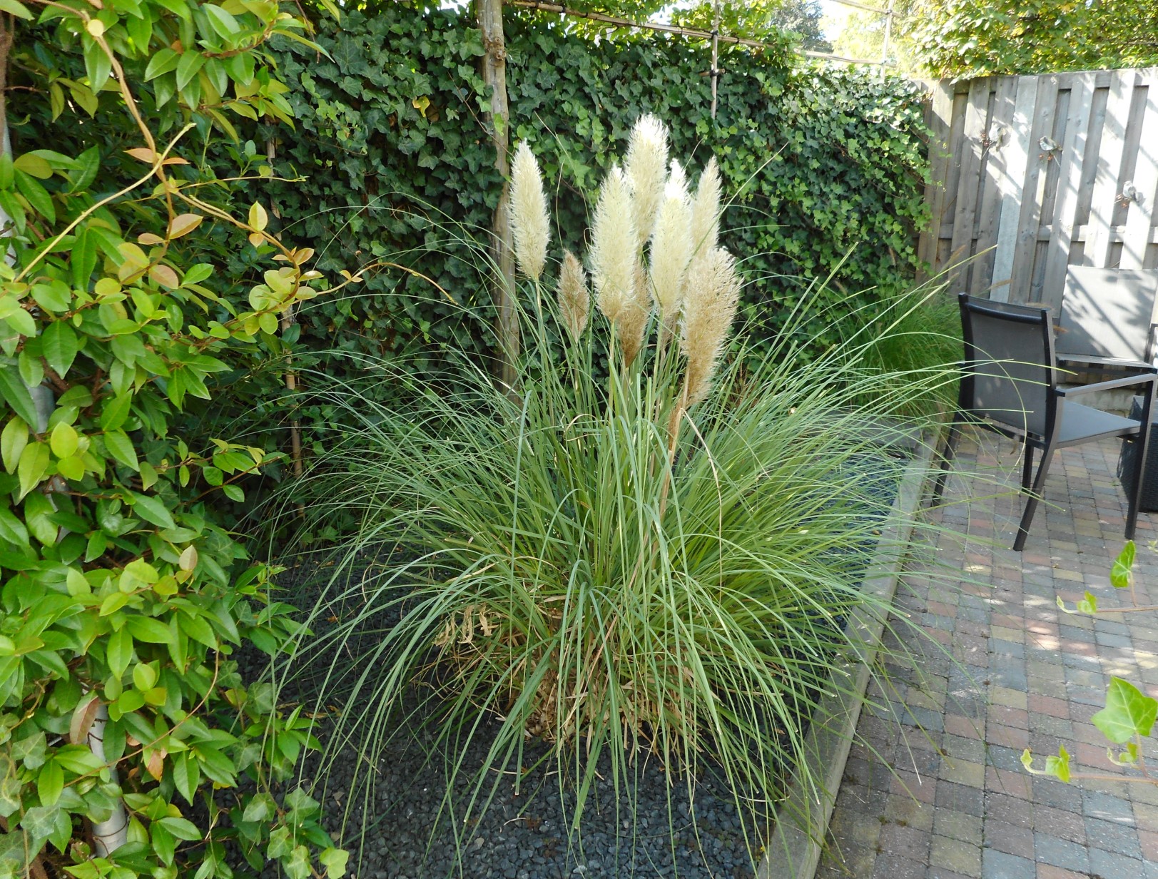 tuin
